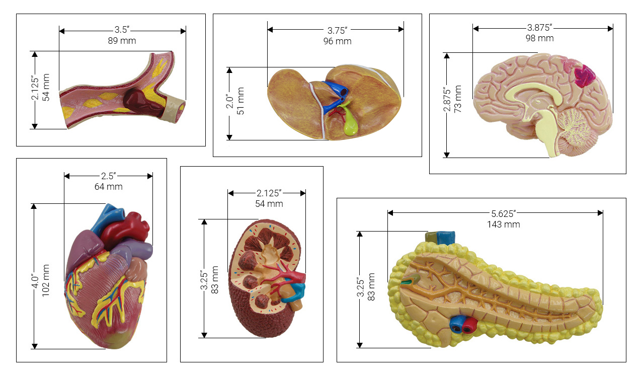 4020_All_Models_Dimensioned