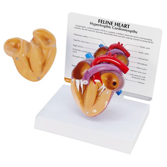Feline Heart with Hypertrophic Cardiomyopathy – Model #9140