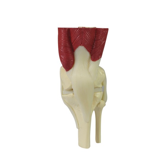 Human Mini-Muscled Joint Anatomical Model Set #1900 