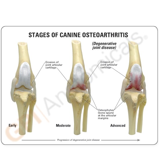 Canine/Dog Knee Joint Anatomy/Anatomical Model #9050 