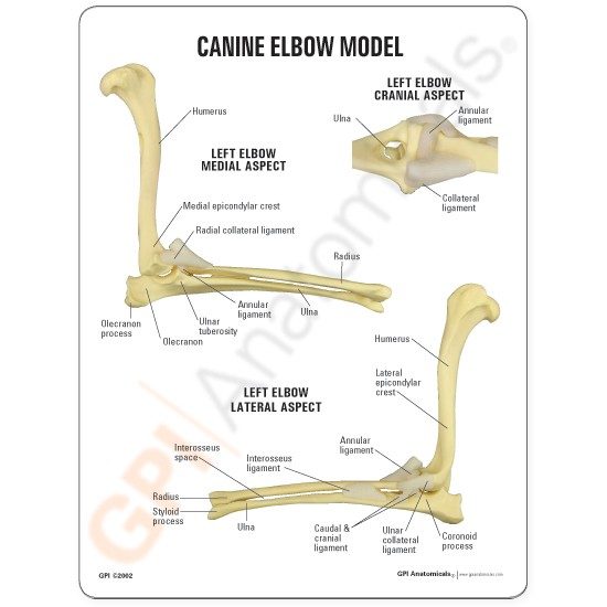 Canine Elbow Model