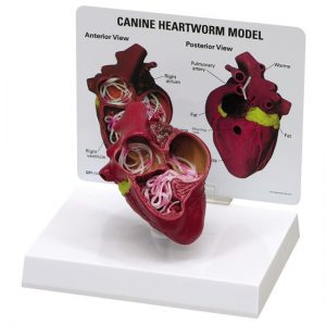 Canine Heartworm Model