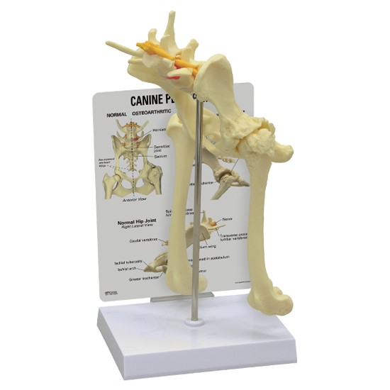 Canine Elbow Anatomical Model w Key Card LFA #9070 CEM  ^ 