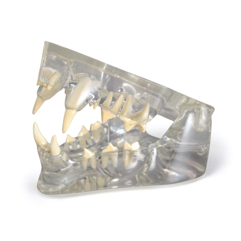 Clear Feline Jaw Model