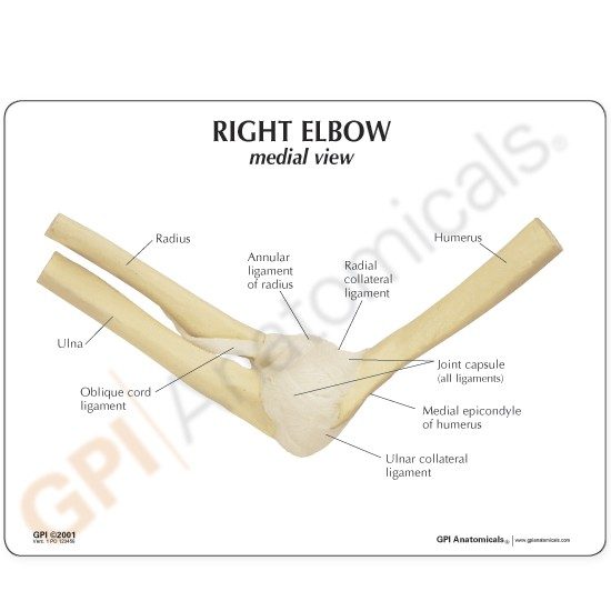 Right Elbow Model