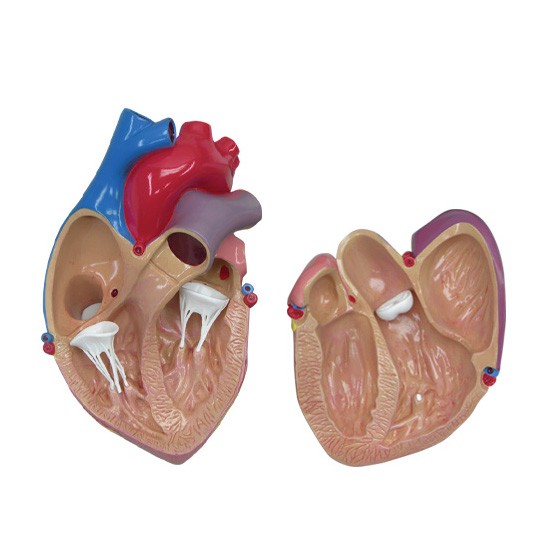 heart-model-1. heart-model-3. wpdm_category id="print-images" too...