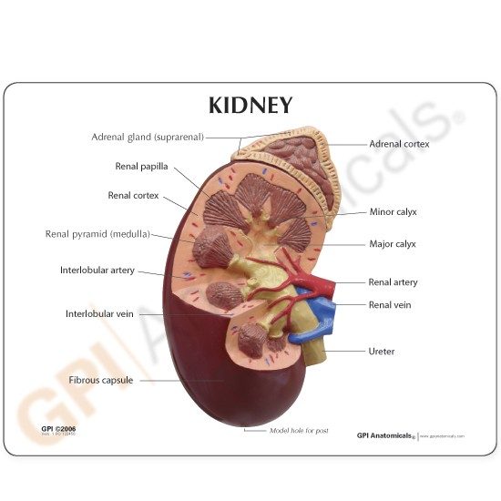 Kidney Normal - Model #3250 - GPI Anatomicals