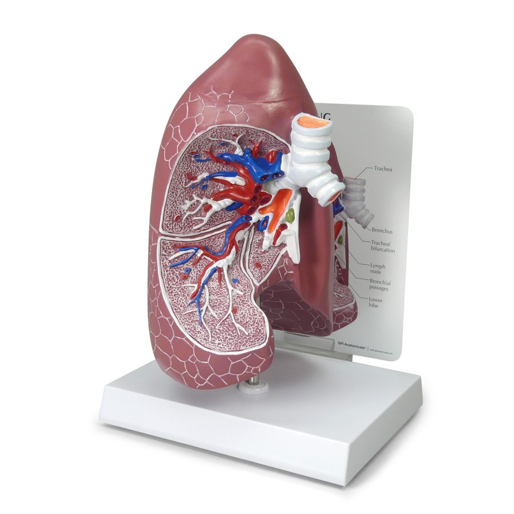 COPD Model 3130 GPI Anatomicals