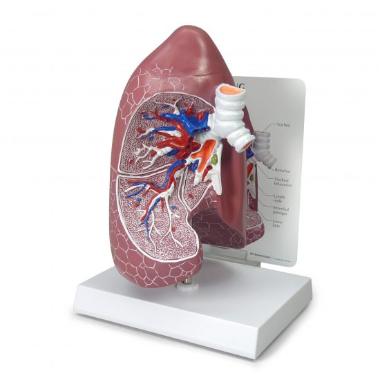 Respiratory Models (4)
