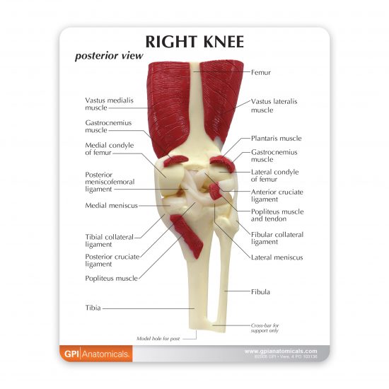 Mini Muscled Joint Set - Candent