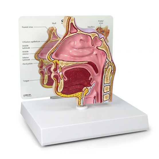 Stock Models GPI Anatomicals