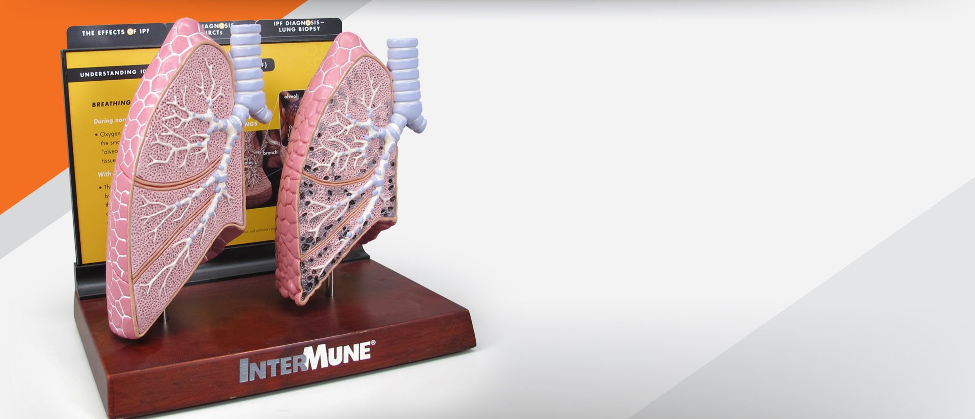 GPI Anatomicals Stock & Custom Anatomical Models