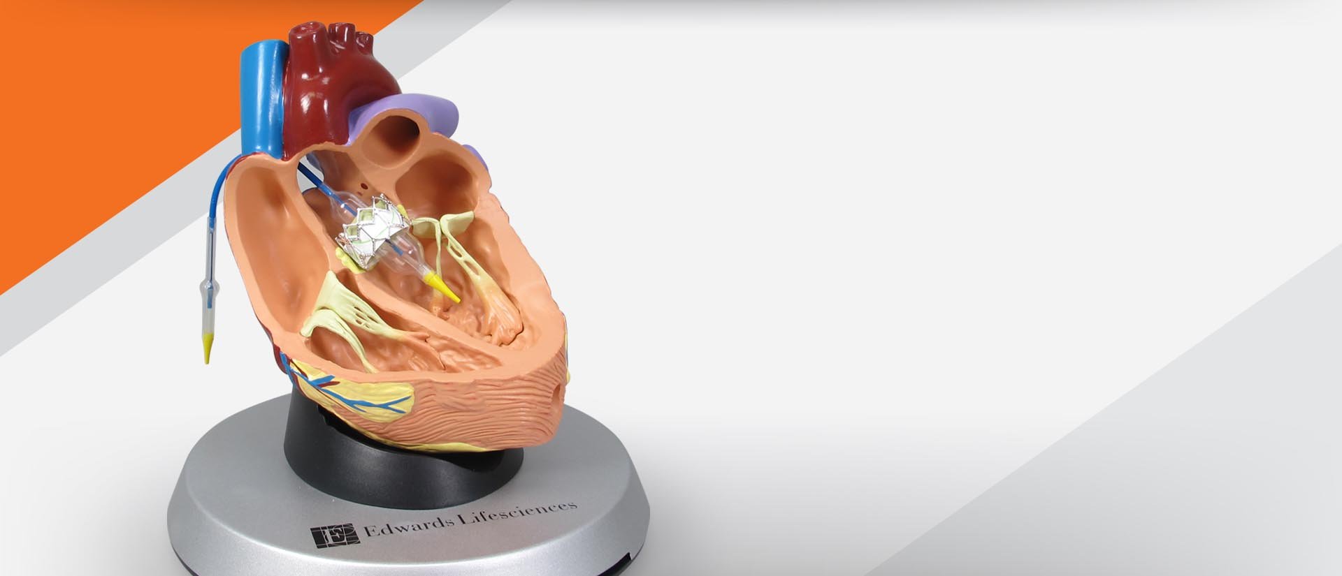 GPI Anatomicals Stock & Custom Anatomical Models