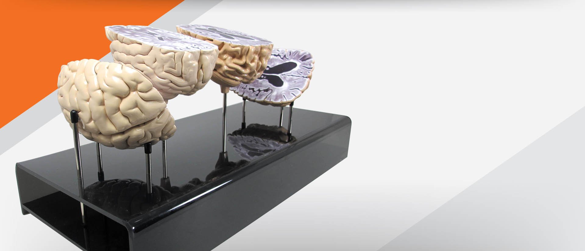 GPI Anatomicals Stock & Custom Anatomical Models