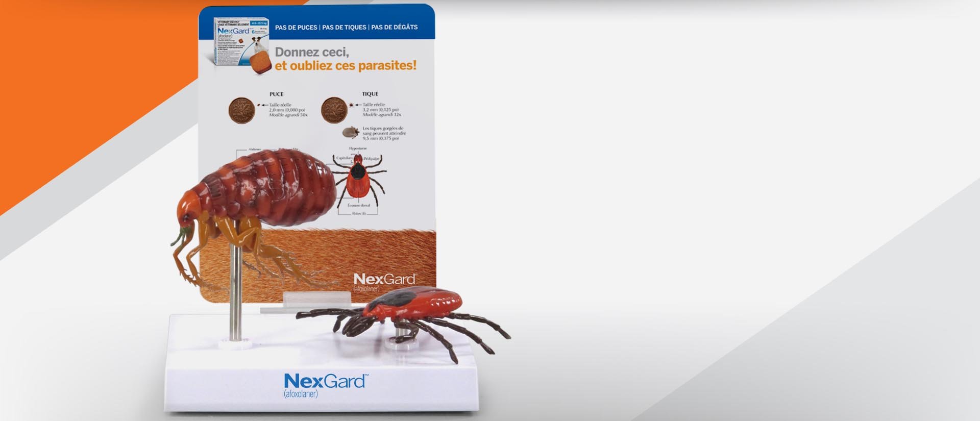 GPI Anatomicals Stock & Custom Anatomical Models