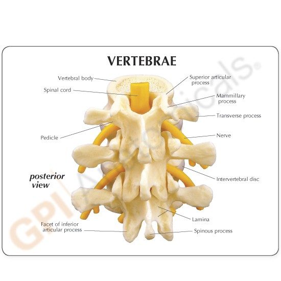 Vertebrae Model